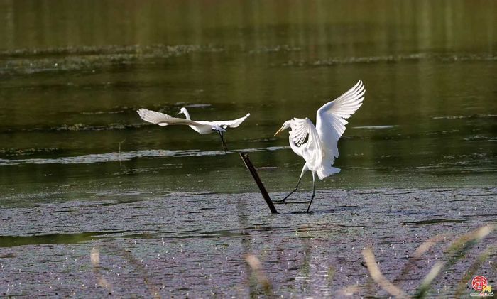 槐荫：生态画卷中的鸟趣与城韵