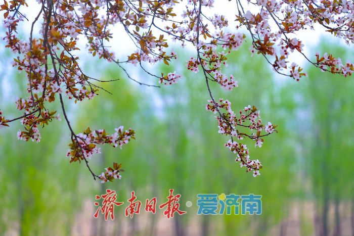 一年四季 泉在济南丨三十里花廊醉春风 济南黄河大道紫叶李进入最佳观赏期