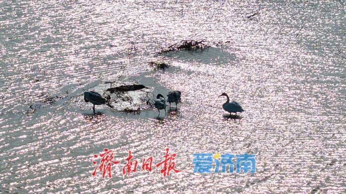 济南黄河北现“水上观鸟路” 百只天鹅伴游成冬日奇景