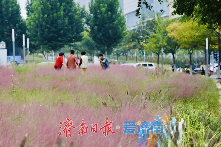 泉城人才公园粉黛进入盛花期 邂逅秋日粉色浪漫