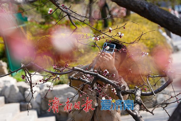 一年四季 泉在济南丨大明湖杏花绽放醉游人