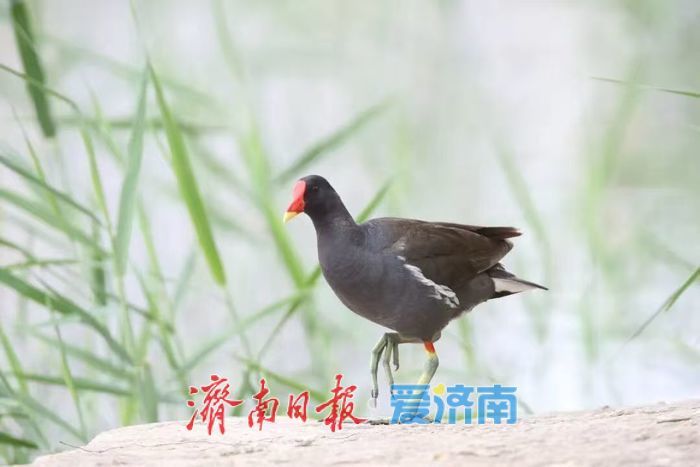 从深圳湾公园到大明湖畔，一座城市的温柔给了鸟儿