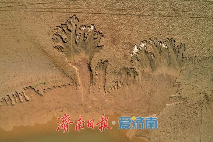 一年四季 泉在济南丨黄河济南段现壮美“潮汐树”自然奇观
