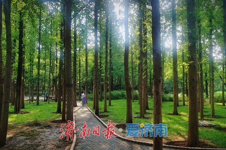 一年四季 泉在济南丨邂逅初秋！泉城公园水杉林氛围感拉满