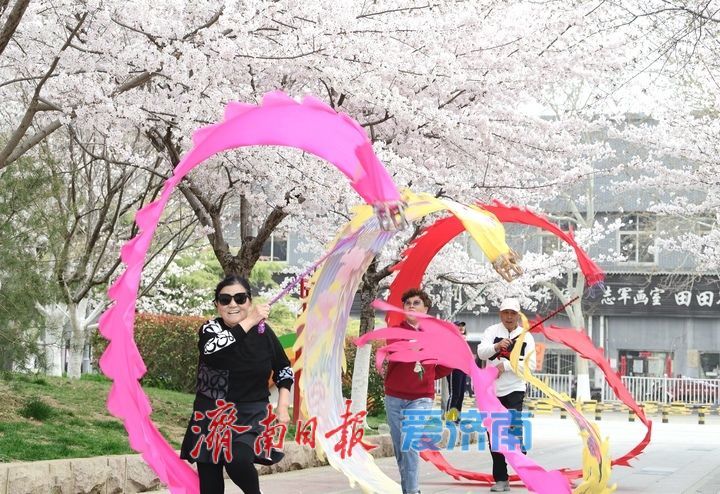 一年四季 泉在济南丨繁花似雪，“樱”你而美