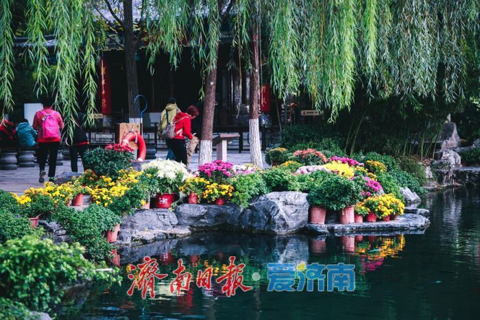 亮点纷呈 体验升级 第46届趵突泉金秋菊展今起开展