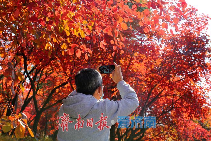 一年四季 泉在济南丨霜降点染山峦红妆 解锁济南红叶谷的高能时刻