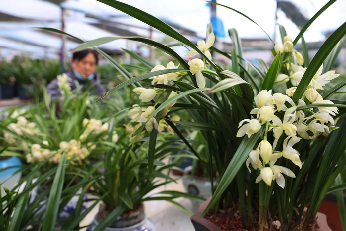 生活䲜䲜！年宵花市正红火，姹紫嫣红迎新春