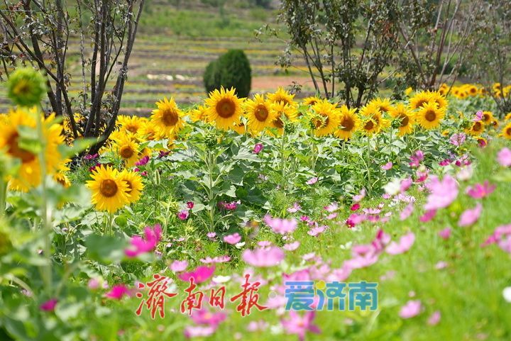 一年四季 泉在济南丨千年雄关花海盛放，古长城焕发新生机