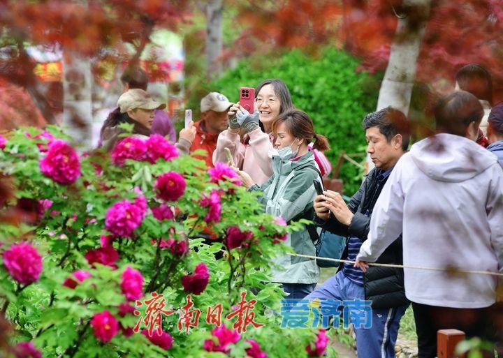 一年四季 泉在济南丨雨润牡丹娇艳欲滴，泉城市区最大牡丹园春色无边