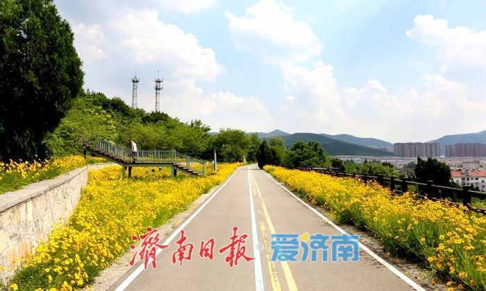 一年四季 泉在济南丨金鸡菊盛开，邂逅初夏金色浪漫