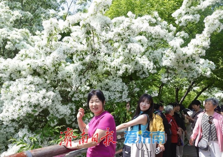 泉城公园流苏花开如雪 游客争相打卡“四月雪”