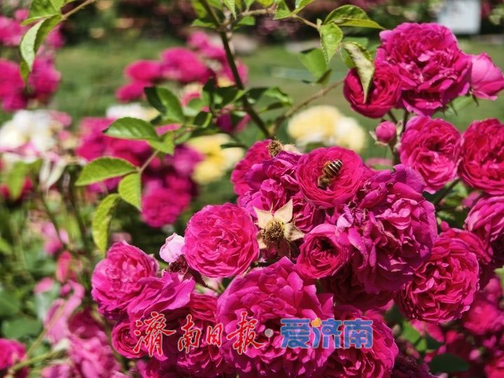 一年四季 泉在济南丨繁花织锦缎 百花洲月季扮靓泉城街巷
