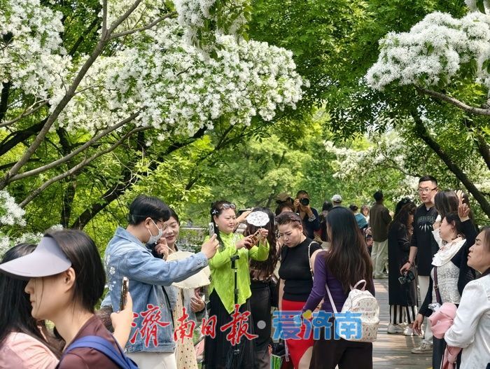 一年四季 泉在济南｜泉城公园流苏盛放，风过枝头满是温柔