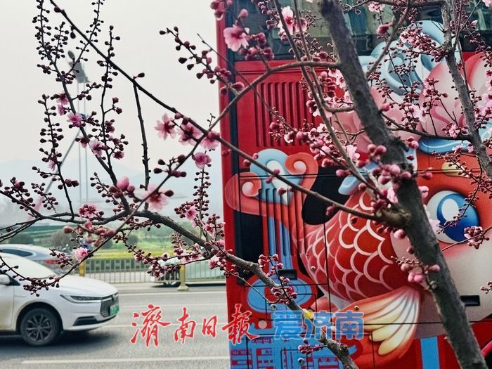 梅香满径扮靓经十路 济南千佛山站春意浓