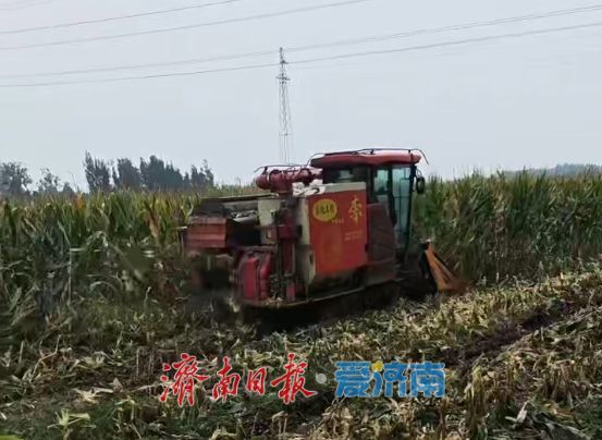烘干仓24小时运转，履带机抢进地头：直击济南“抢秋”第一线