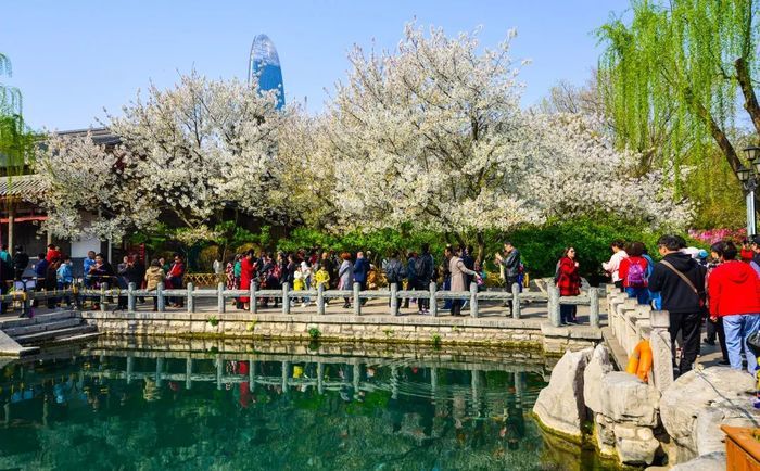 慢时光赏樱花，第二十二届五龙潭樱花节即将启幕