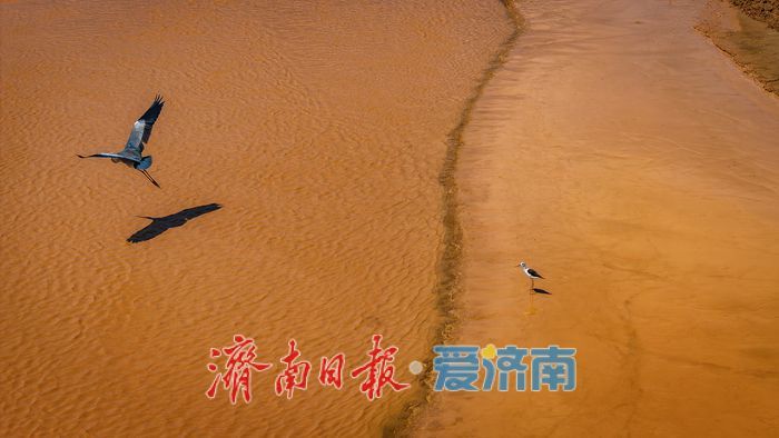 一年四季 泉在济南丨鹭鸟翩跹，玉清湖沉沙池成鹭鸟乐园