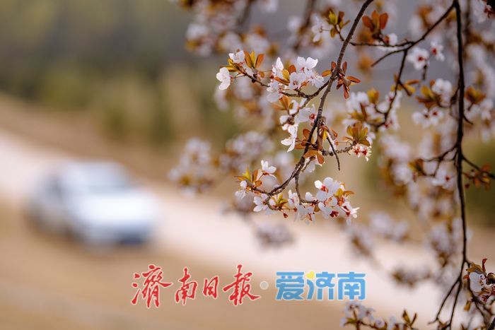 济南黄河大堤紫叶李大道进入最佳观赏期 春日盛景引市民打卡