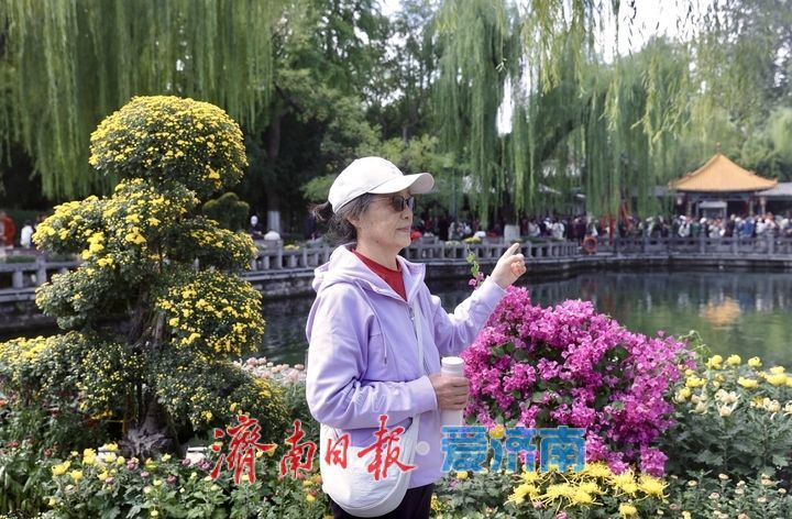 一年四季 泉在济南丨趵突泉菊展抢先看，打卡“不做菊外人”