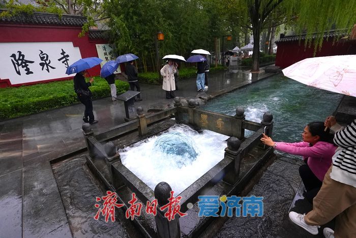一年四季 泉在济南丨喷“嗨”了！墨泉雨中喷涌如沸 再现“一泉成河”壮丽奇观
