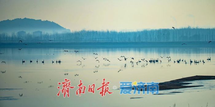 一年四季 泉在济南丨千鸟翔集，水墨冬韵