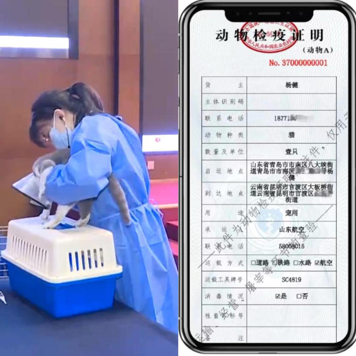 山东省首张无纸化动物检疫合格证明在青岛市出具