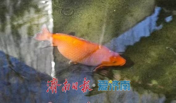 神奇动物在济南，秒变城市“代言人”