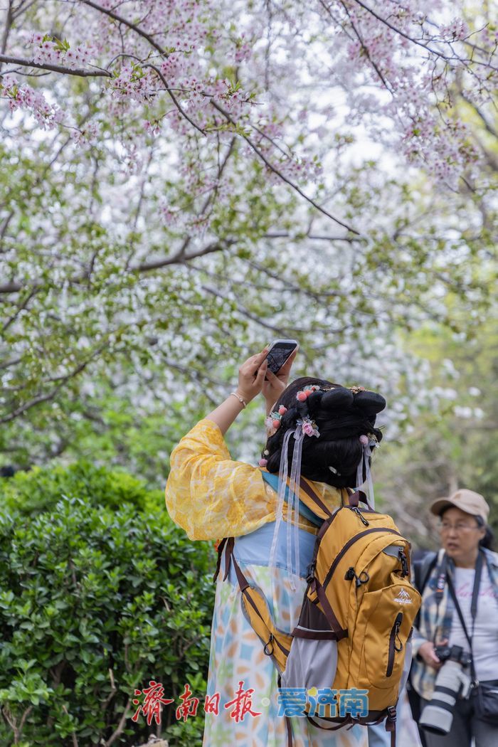 一年四季 泉在济南丨樱花海棠相竞艳，泉城春色醉游人
