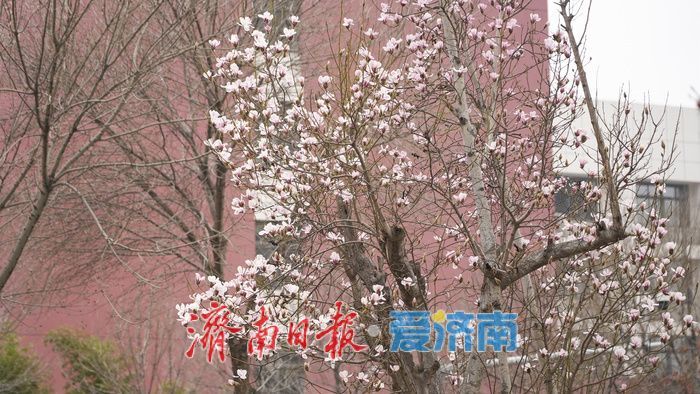 济南街头，玉兰花悄然绽放