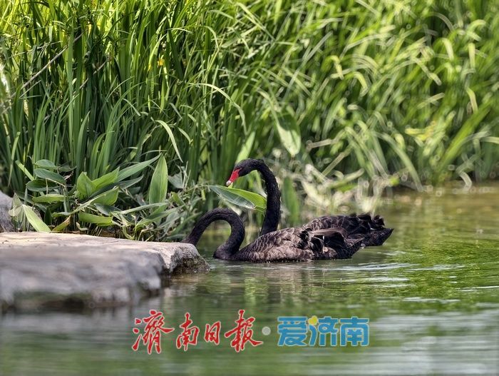初夏泉畔，尽显生态宜居新貌