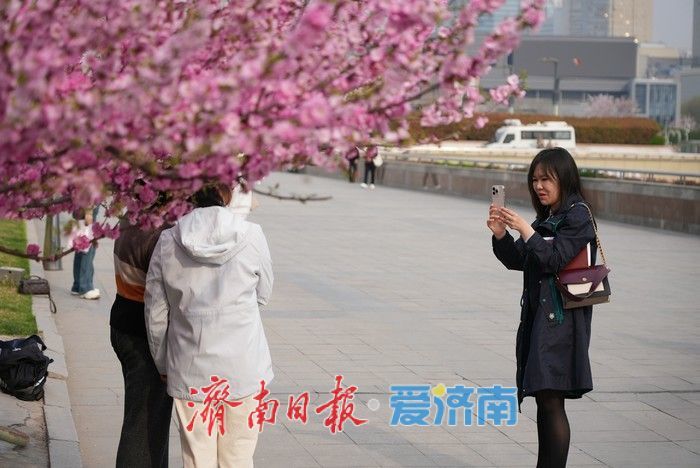 济南泉城广场榆叶梅“花漾”绽放！