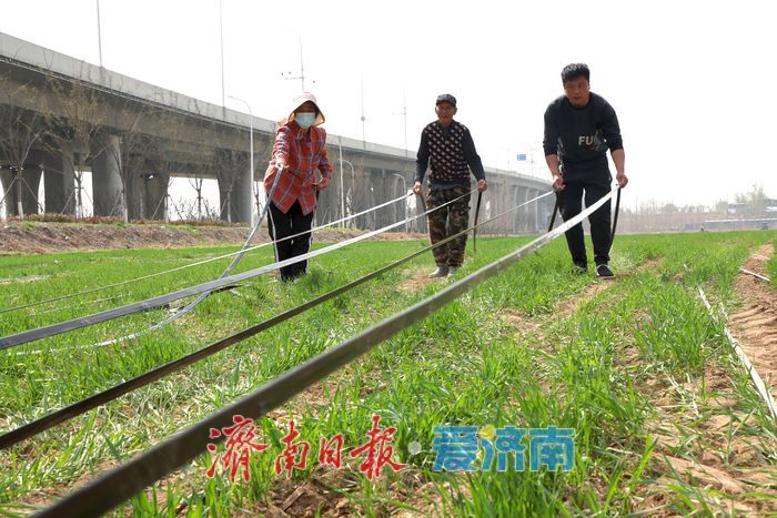 黄河北岸麦田 “滴灌解渴” 科技赋能夏粮增产