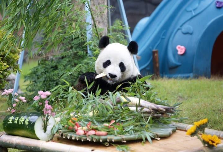 众人送祝福！济南动物园大熊猫“雅吉”10周岁啦！