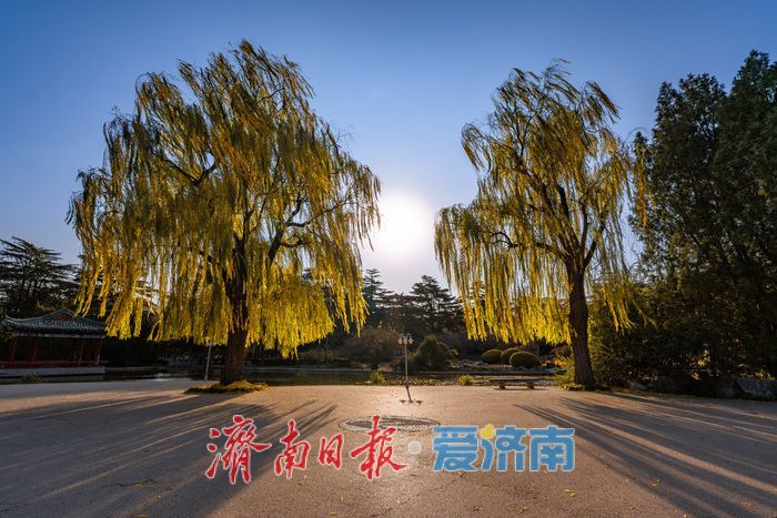 济南降温迎清透蓝天 南郊宾馆公园冬日景致美如画