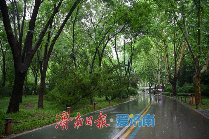 一年四季 泉在济南丨雨后济南森林公园美如画：雏菊带露，市民乐享清新