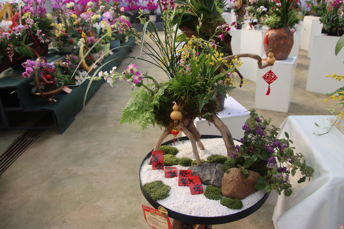 花漾齐鲁·喜迎新春 2026年宵花市盛大开幕