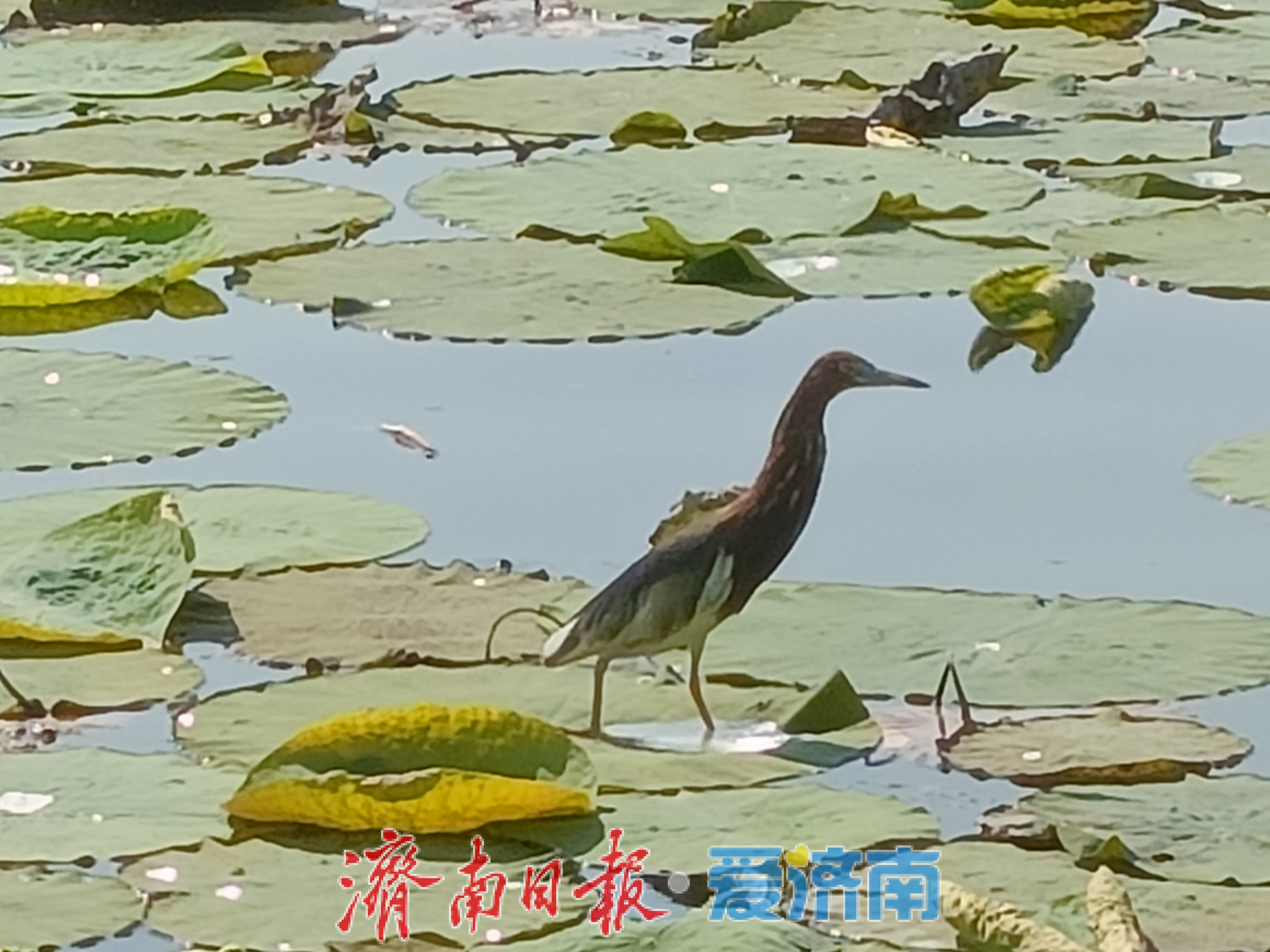 一静一动相映大明湖！苍鹭、池鹭同现绘生态画卷