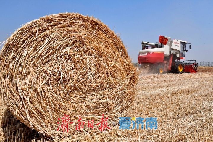 趵眼丨从一季夏收，窥见济南现代农业崛起之路