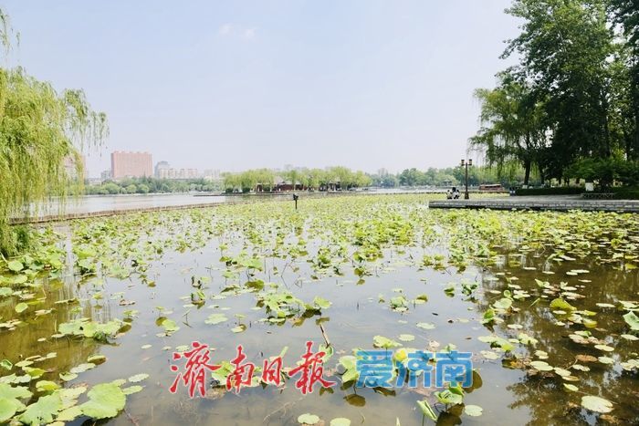 一年四季 泉在济南丨初夏大明湖风光旖旎 新荷初绽尽显湖城诗意