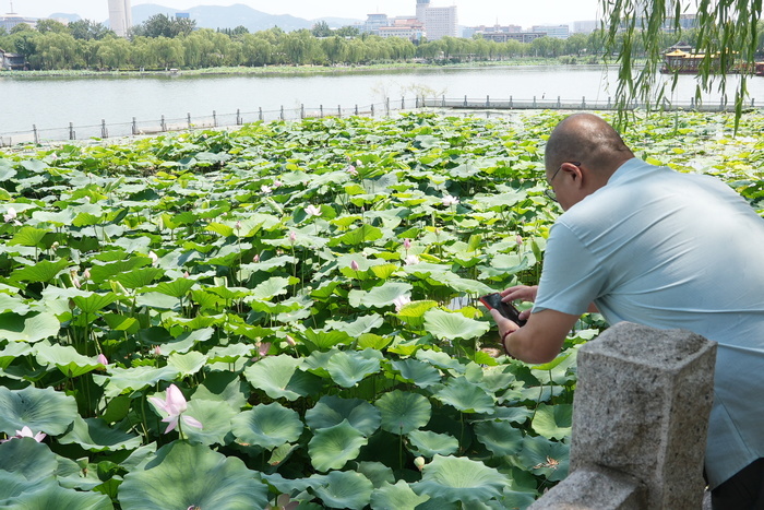 “荷”你相约！明湖赏荷正当时