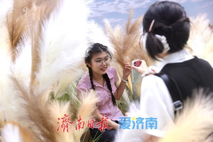 一年四季 泉在济南丨经三路老商埠芦荻花开，中秋假期“打卡”秋意