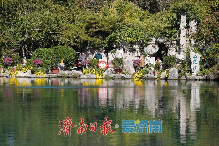 一年四季 泉在济南丨菊映潭水 五龙潭赏菊迎来最佳观赏期