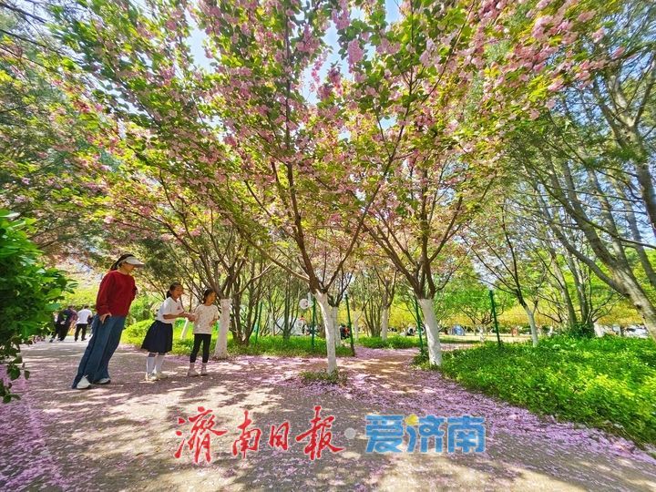 樱花漫道醉春风 济南森林公园樱花大道迎来最佳观赏期