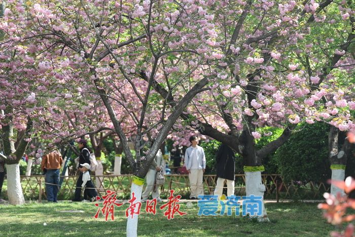 一年四季 泉在济南丨泉城花海醉游人 赏花经济持续升温