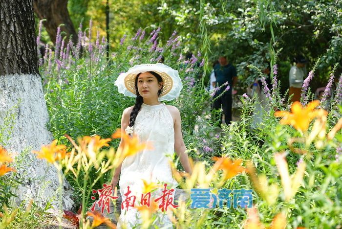 仲夏花事正盛！五龙潭千屈菜萱草花映泉绽放