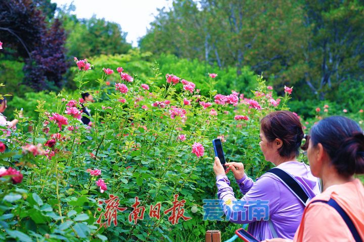满园月季次第开 端午游园觅芬芳