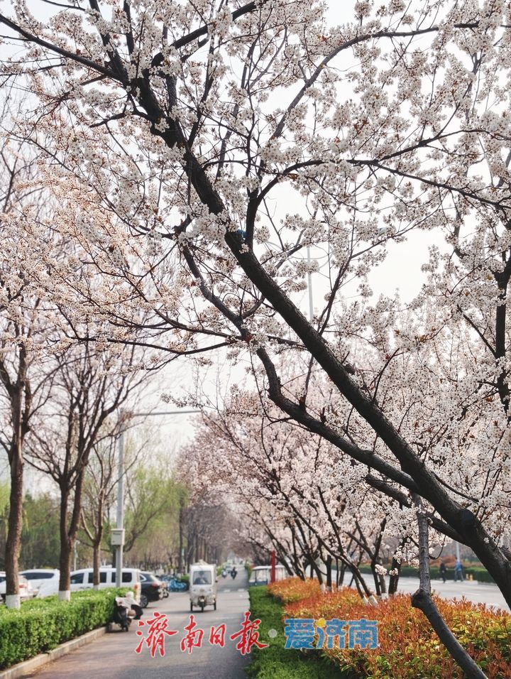 紫叶李铺就春日“花漾大道”