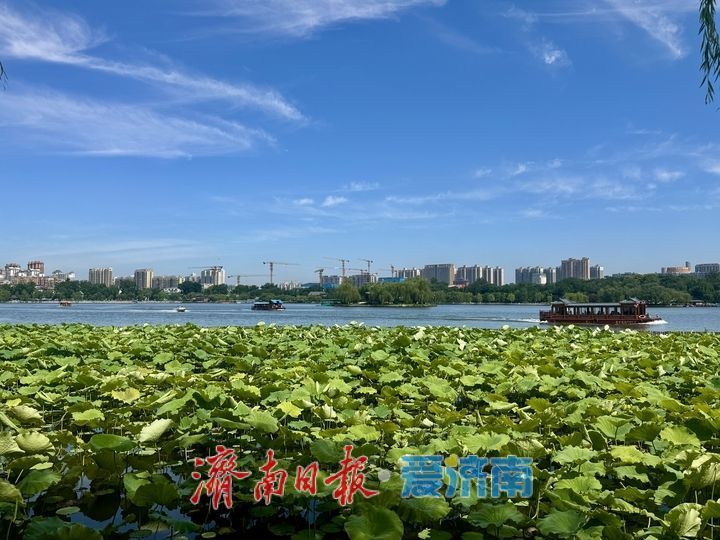 雨霁天晴景致佳！济南大明湖夏日风光醉人迎客来