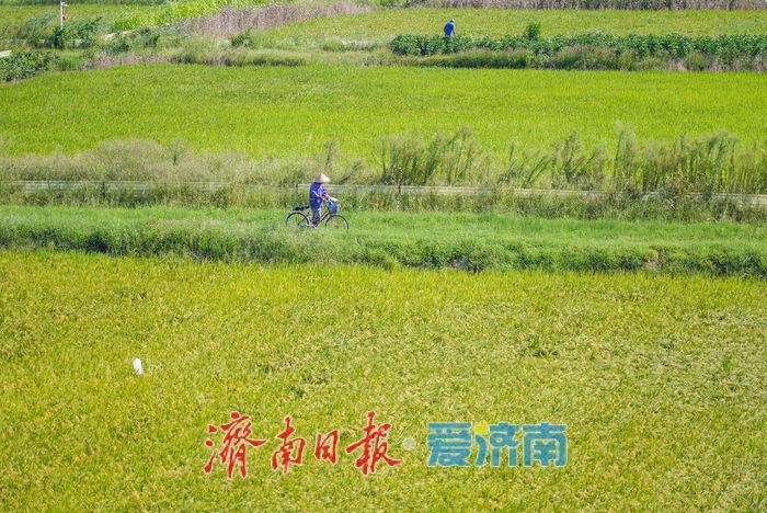 稻田里的 “啄木鸟”